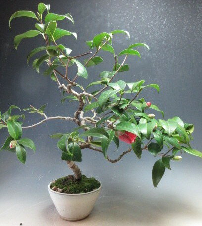 椿　盆栽　椿（玉の浦）の鉢植え盆栽【現品】