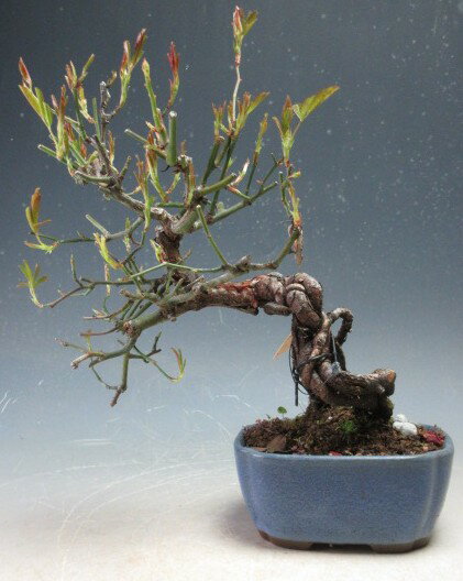 黄花モッコウバラの根上り盆栽【現品】開花終了【沖縄 離島発送不可】