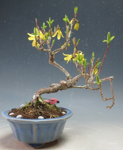 盆栽 花芽付き！レンギョウの鉢植え【現品】2026春開花始まってきました（3/18）