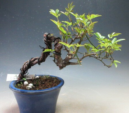 盆栽　黄花モッコウバラ（根上がり）の鉢植え【現品】