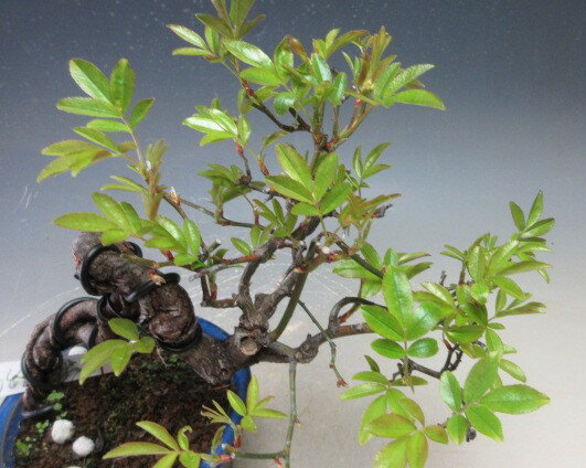 盆栽　黄花モッコウバラ（根上がり）の鉢植え【現品】