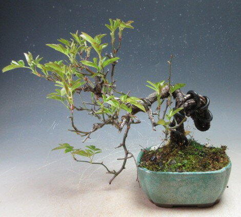 Yellow, Orange - 花芽付き！黄花モッコウバラの根上がり盆栽【現品】【沖縄・離島発送不可】2026開花予定