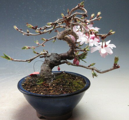 Other - 盆栽　桜　十月桜　【現品】
