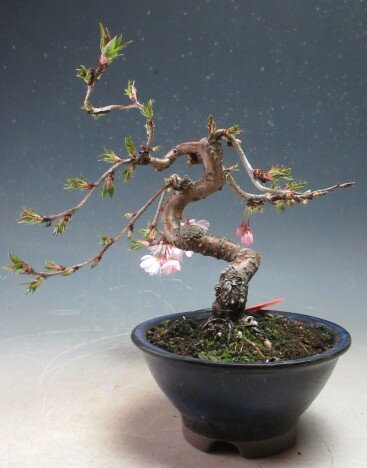 櫻 - 盆栽　桜　花芽付！十月桜の盆栽【現品】2026春開花中