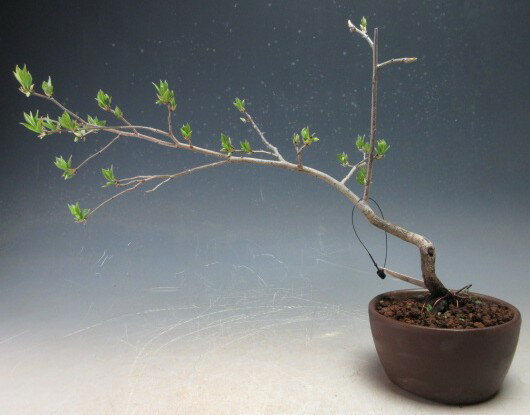 Rouya Gaki - 花芽付き！老爺（ローヤ）柿（オス木　雄木）の盆栽【現品】2026春開花