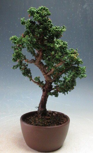 樂天商城 - 盆栽　石化ヒノキ【現品】