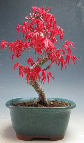 Rakuten - 盆栽　モミジ（出猩々）の鉢植え盆栽【現品】【沖縄・離島発送不可】