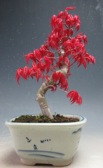 盆栽　モミジ（出猩々）の鉢植え盆栽【現品】