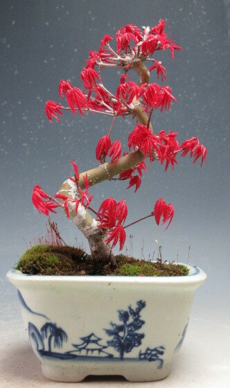 盆栽　もみじ／モミジ（出猩々）の鉢植え盆栽【現品】