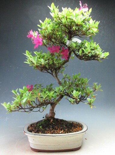 楽天市場】大きいサイズ（盆栽｜花・観葉植物）：花・ガーデン・DIYの通販