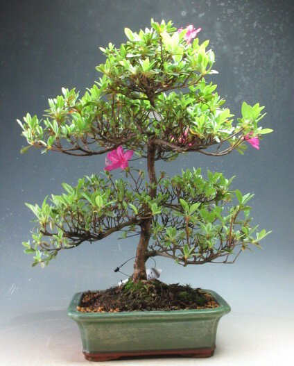 Rakuten - 【アウトレット】皐月　盆栽　久留米ツツジ（竜星）の鉢植え盆栽（大）【現品】開花終了　剪定済み