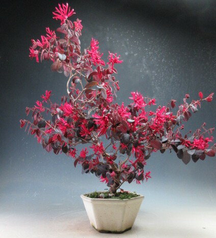 盆景 - 花芽付き！紅花トキワマンサク（黒美人）の鉢植え盆栽【現品】2026春開花中