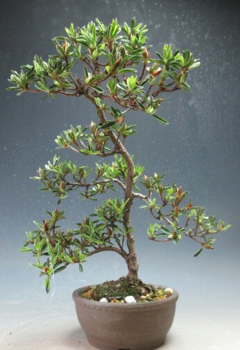 盆栽　花芽付き！皐月（サツキ）（星の輝）の鉢植え【現品】2026春開花予定