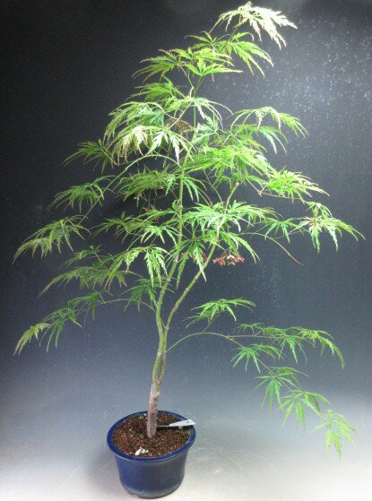 盆栽　青シダレモミジ/もみじの鉢植え盆栽【現品】【沖縄・北海道・離島発送不可】