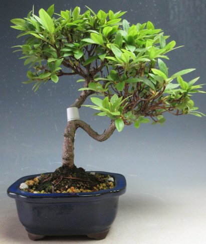 盆栽　花芽付き！皐月（サツキ）（日の丸）【現品】2026春開花予定