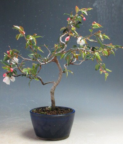 Japanese Camellia - 椿の盆栽　花芽付き！小葉白花椿　エリナ・カスケード【現品】