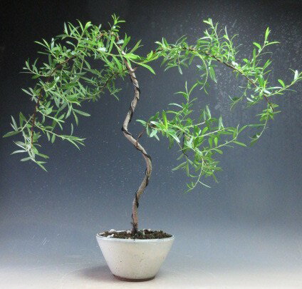 盆栽　六角堂柳の鉢植え盆栽　【現品】【沖縄・離島発送不可】