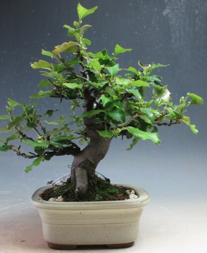 盆栽　カリン（実生17年生）【現品】