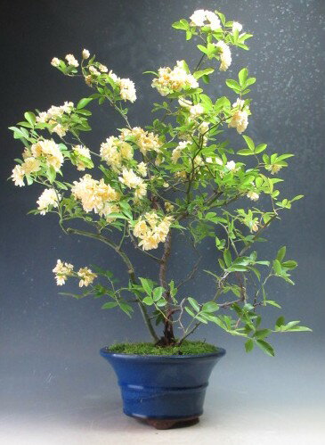 楽天市場】モッコウバラ（盆栽｜花・観葉植物）：花・ガーデン・DIYの通販