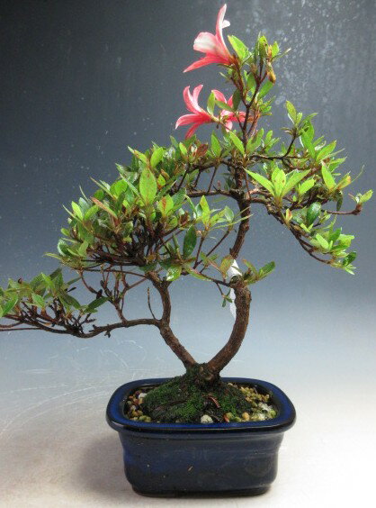 楽天市場】盆栽 皐月（盆栽｜花・観葉植物）：花・ガーデン・DIYの通販
