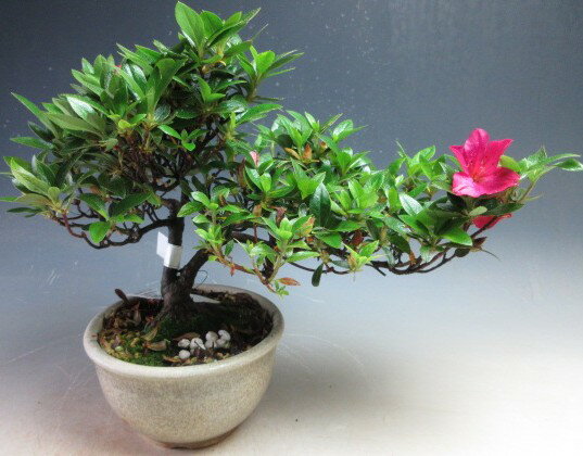 盆栽　花芽付き！皐月（サツキ）盆栽（美桜) 【現品】2026春開花中