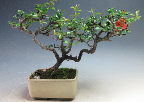 四季咲き赤花長寿梅の鉢植え盆栽【現品】