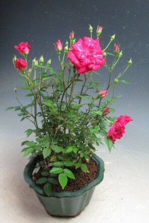 Red - 花芽付き！　年2回開花する　花芽付き！姫バラ（赤）の鉢植え【北海道・沖縄・離島発送不可】2026春開花中