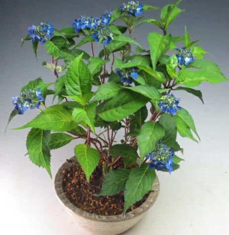 樂天商城 - 花芽付き！山アジサイ（藍姫）2026初夏開花中　【北海道・沖縄・離島発送不可】