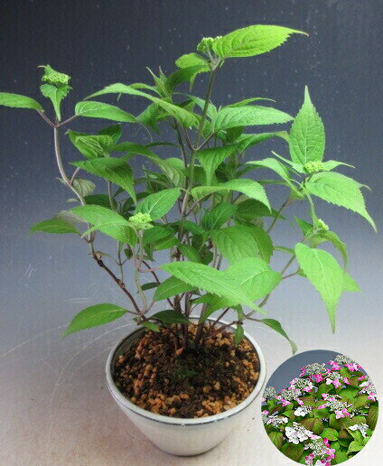 Red - 【母の日　2026】花芽付き！山アジサイ（紅）の鉢植え　【北海道・沖縄・離島発送不可】2026初夏開花【ラッピング無料】