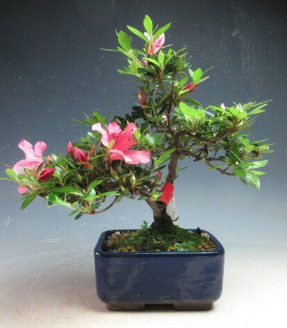 盆栽　花芽付き！皐月（サツキ）盆栽（珍山）2026春開花中