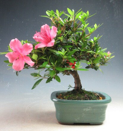 盆栽　花芽付き！皐月（サツキ）盆栽（珍山）2026春開花中