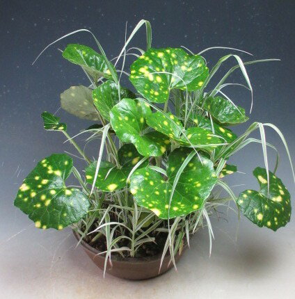 Rakuten - 山野草　十和田アシと星斑ツワブキの鉢植え【現品】