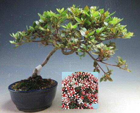 盆栽　花芽付き！皐月（サツキ）盆栽（蛍灯) 【現品】2026春開花予定