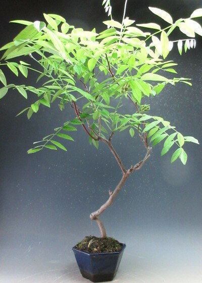 樂天商城 - 二期咲きアメリカ藤（フジ）（白花）ニベアの鉢植え盆栽　【現品】【北海籠・沖縄・離島発送不可】