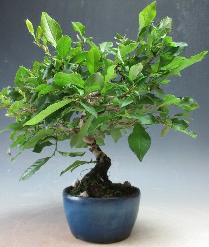 Rouya Gaki - 花芽付き！老爺（ローヤ）柿（オス木　雄木）の鉢植え【現品】