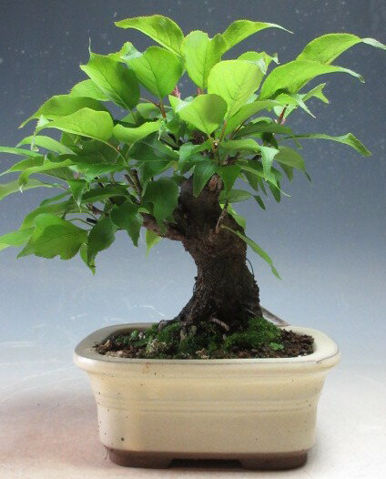 楽天市場】盆栽 野梅（盆栽｜花・観葉植物）：花・ガーデン・DIYの通販