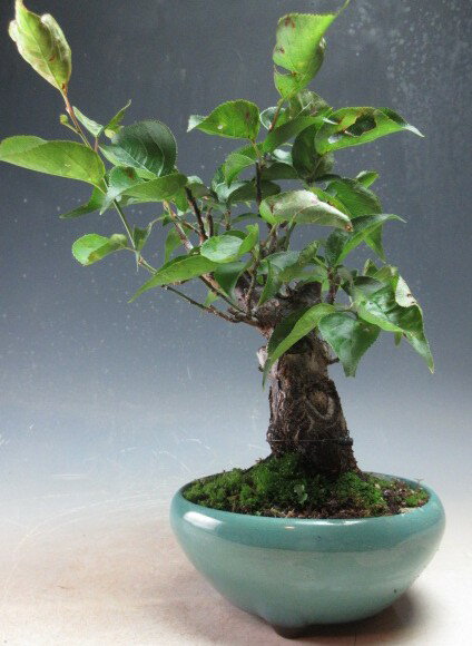 【アウトレット】盆栽　梅　大盃（赤花・一重咲き）【現品】
