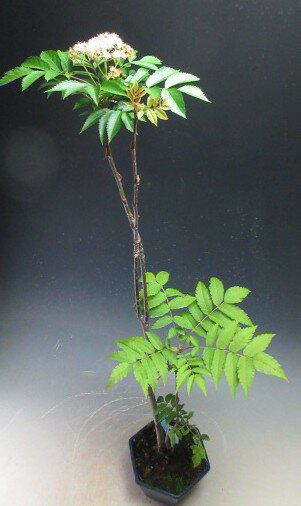 盆栽　ナナカマドの寄せ植え【現品】