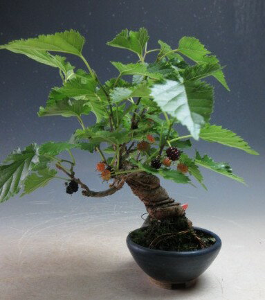盆栽　　実付き！姫クワの鉢植え【現品】