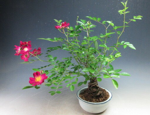 Other - 野バラ根上がり（品種不明）（赤花・一重咲き）の鉢植え【現品】　
