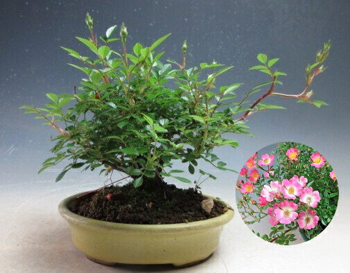 盆栽　バラ　花芽付き！雅バラの鉢植え【現品】2026初夏開花　
