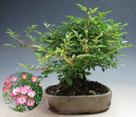 樂天商城 - 盆栽　バラ　花芽付き！雅バラのミニ盆栽【現品】2026初夏開花