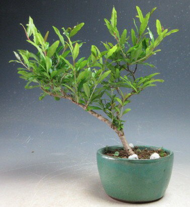 姫ザクロの鉢植えミニ盆栽【現品】
