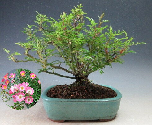 樂天商城 - 盆栽　バラ　花芽付き！雅バラの盆栽【現品】2026初夏開中