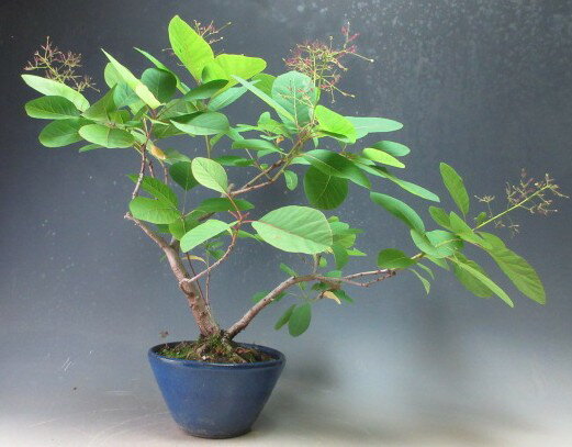 樂天商城 - 花芽付き！スモークツリー（フレーム）の鉢植え【現品】　2026初夏開花
