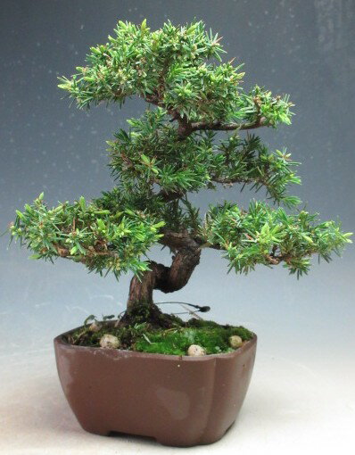 盆栽　八房杜松/トショウの鉢植え【現品】