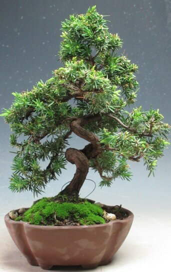 樂天商城 - ミニ盆栽　八房杜松/トショウ【現品】
