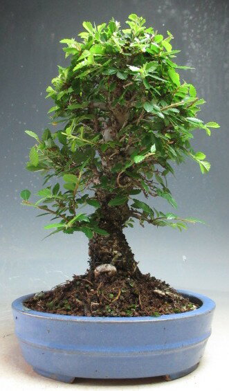 Rakuten - 盆栽　ニレケヤキ/楡欅の鉢植え【現品】【沖縄・離島発送不可】