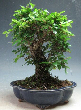盆栽　ニレケヤキ/楡欅の鉢植え【現品】【沖縄・離島発送不可】