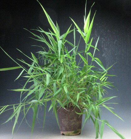 Rakuten - 山野草　台湾オギの鉢植え【現品】